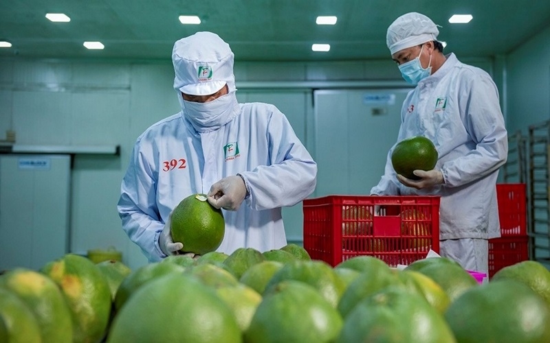 Việt Nam – Trung Quốc ký Nghị định thư, chính thức mở cửa xuất khẩu bưởi và chanh (Ảnh IT)