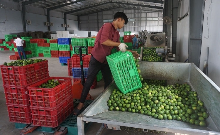 Trung Quốc hiện là thị trường xuất khẩu rau quả lớn nhất của Việt Nam (Ảnh IT)