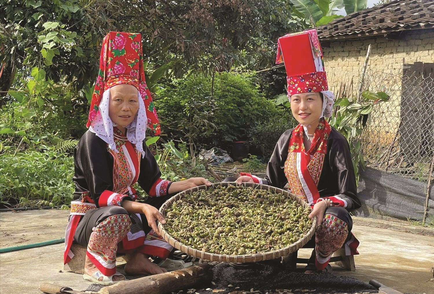 Bà con người Dao Thanh Phán thu hoạch dược liệu quý trà hoa vàng ở khu vực miền núi Quảng Ninh