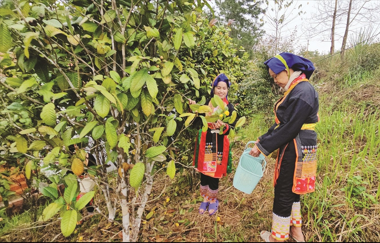 Người Dao có nhiều bài thuốc dân gian quý từ lá và cây rừng