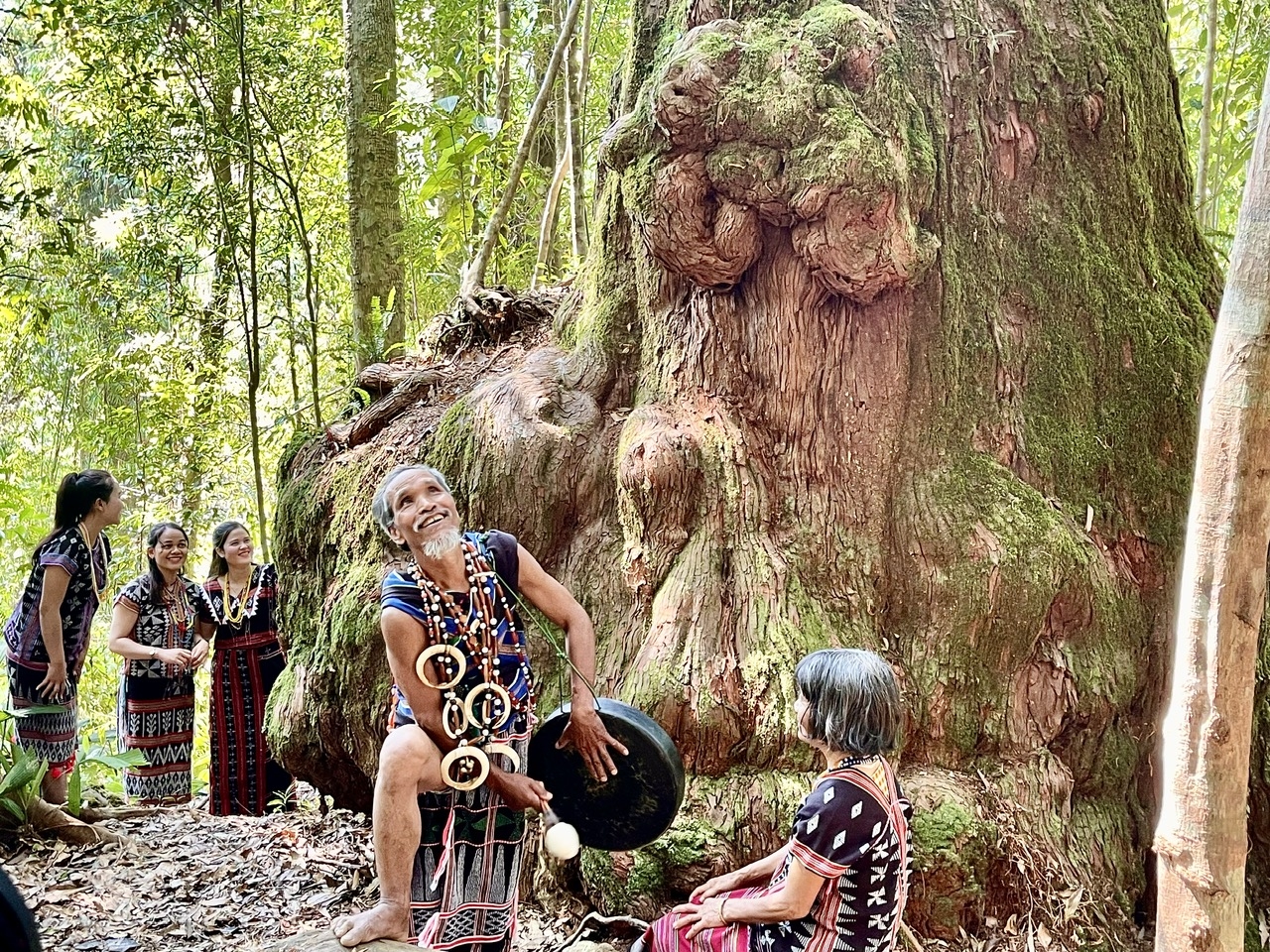 Nhiều cây pơ mu có đường kính lớn với tạo hình kỳ lạ ở phía gốc. (Ảnh HT)