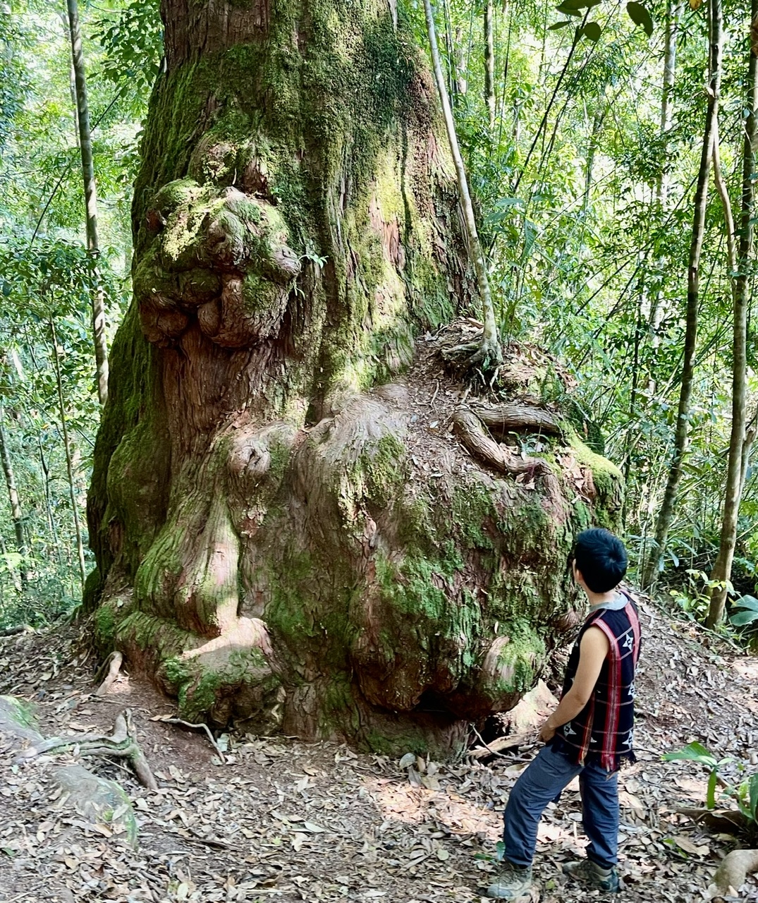 Từ bao đời nay, các thế hệ người Cơ Tu luôn có ý thức chung tay giữ rừng pơ mu. (Ảnh HT)