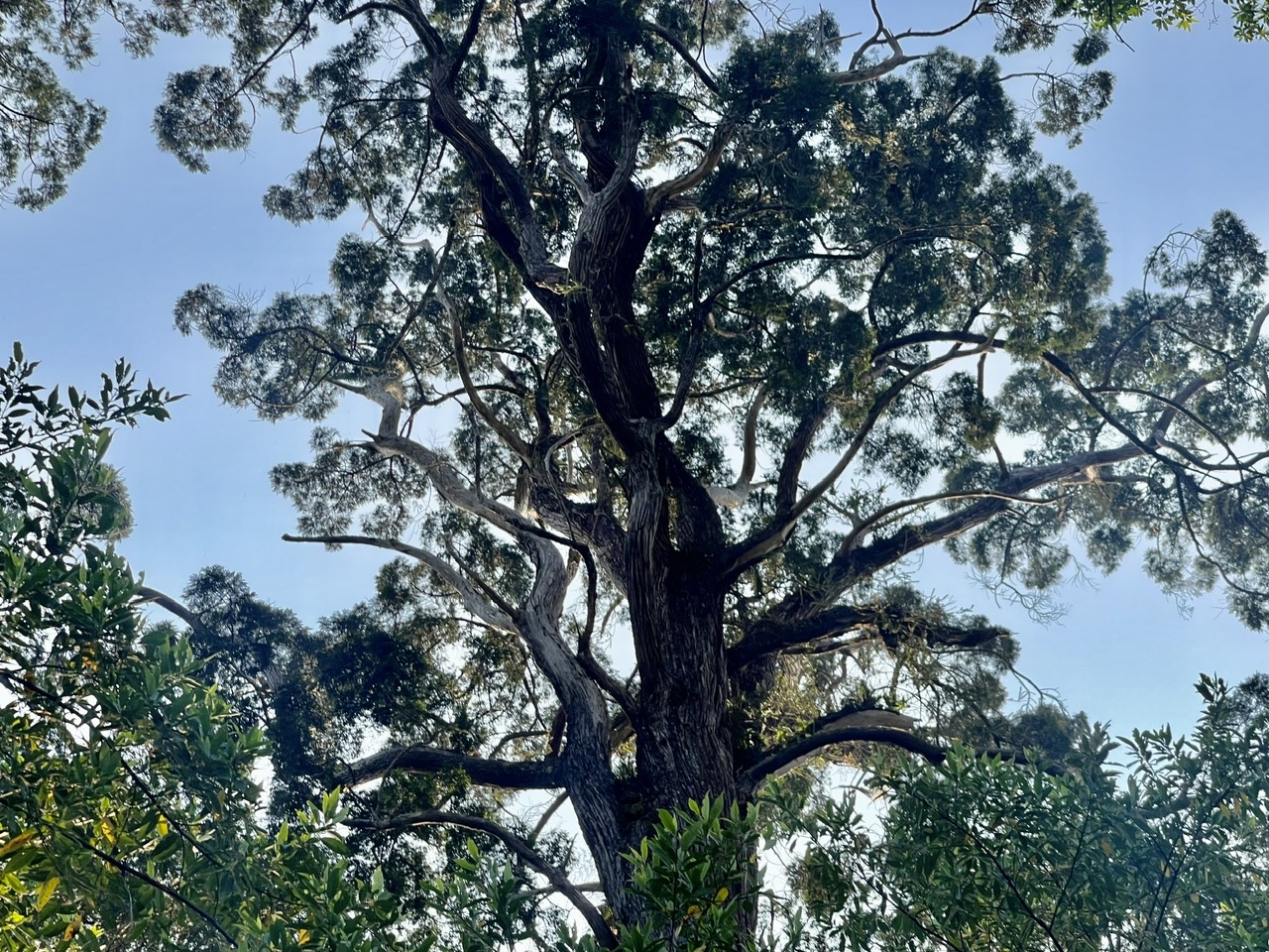 Nhiều cây có tuổi đời từ 300 đến hơn 1.000 năm tuổi, có cây gần 1.800 năm tuổi. (Ảnh HT)