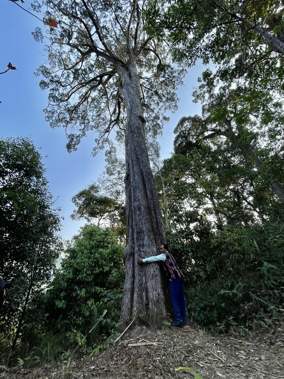 Rừng pơ mu ngàn năm tuổi ở xã Hùng Sơn được xem như báu vật của người Cơ Tu. (Ảnh HT)