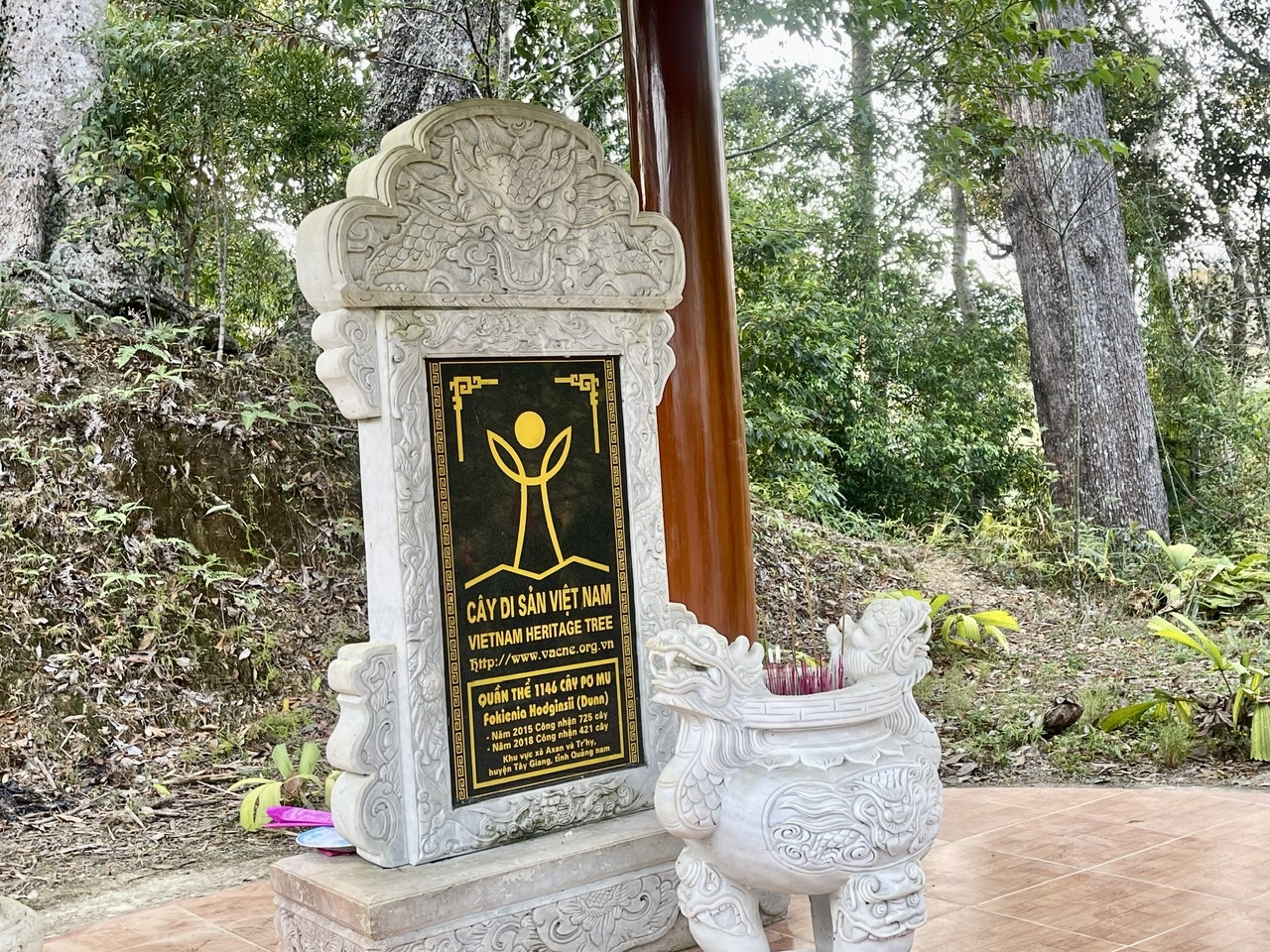 Năm 2016, rừng pơ mu cổ thụ được công nhận là cây di sản. (Ảnh HT)