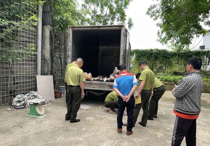 Xe tải vận chuyển muội hồng trái phép bị lực lượng kiểm lâm bắt giữ. 