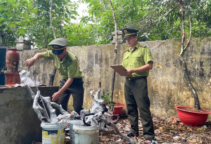 Lực lượng kiểm lâm Thanh Hóa kiểm kê, phân loại cây muội hồng sau khi thu giữ. 
