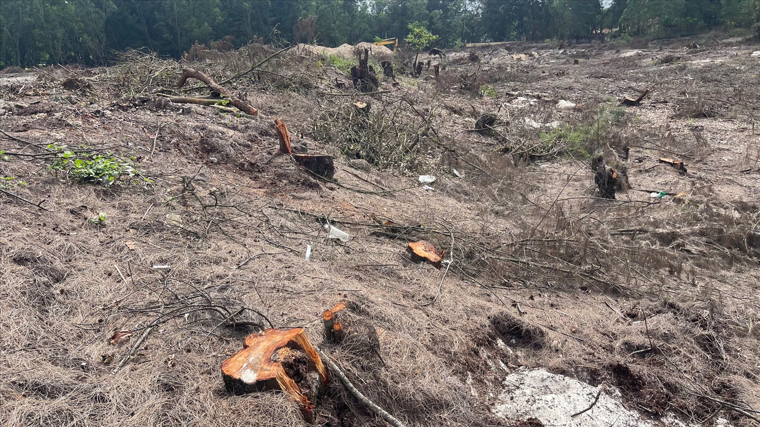 Chi cục Kiểm lâm tỉnh Quảng Trị đã ban hành văn bản chỉ đạo Hạt Kiểm lâm Quảng Ninh khẩn trương kiểm tra, xác minh toàn diện vụ việc