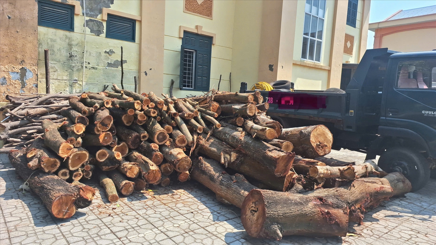 3,868 m³ gỗ tang vật trong vụ khai thác rừng trái phép tại Bàu Tró (Ảnh: Phạm Tiến)