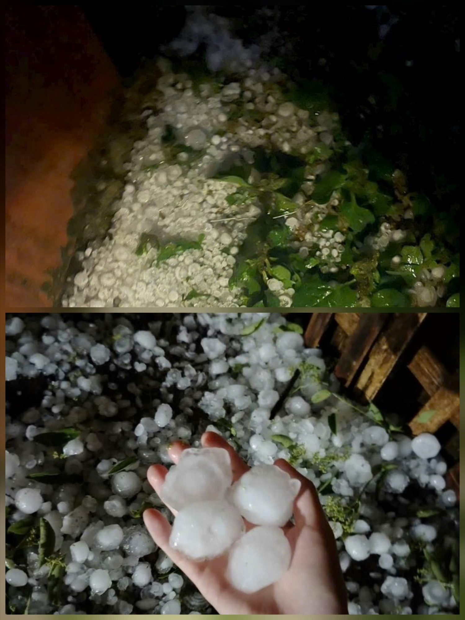 Mưa đá lớn trút xuống xã Bắc Hà, có những viên to bằng nửa nắm tay. Ảnh: TTXVN