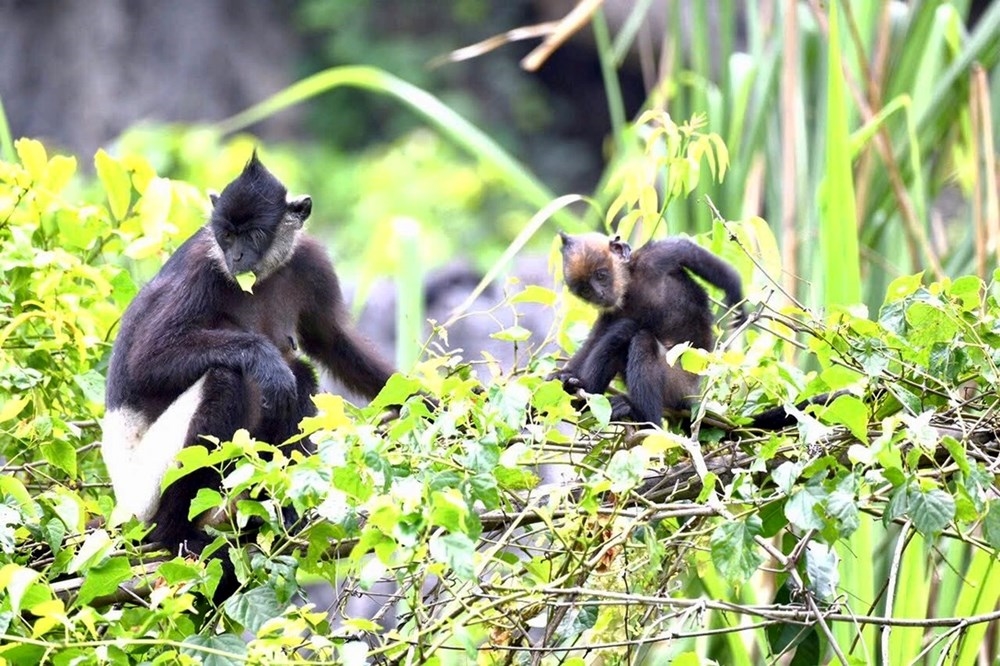 Ninh Bình đang hoàn thiện hồ sơ đề cử “Cảnh quan Văn hóa - Sinh thái Voọc mông trắng Vân Long - Kim Bảng - Tam Chúc” trình UNESCO xem xét ghi danh Di sản Thế giới.