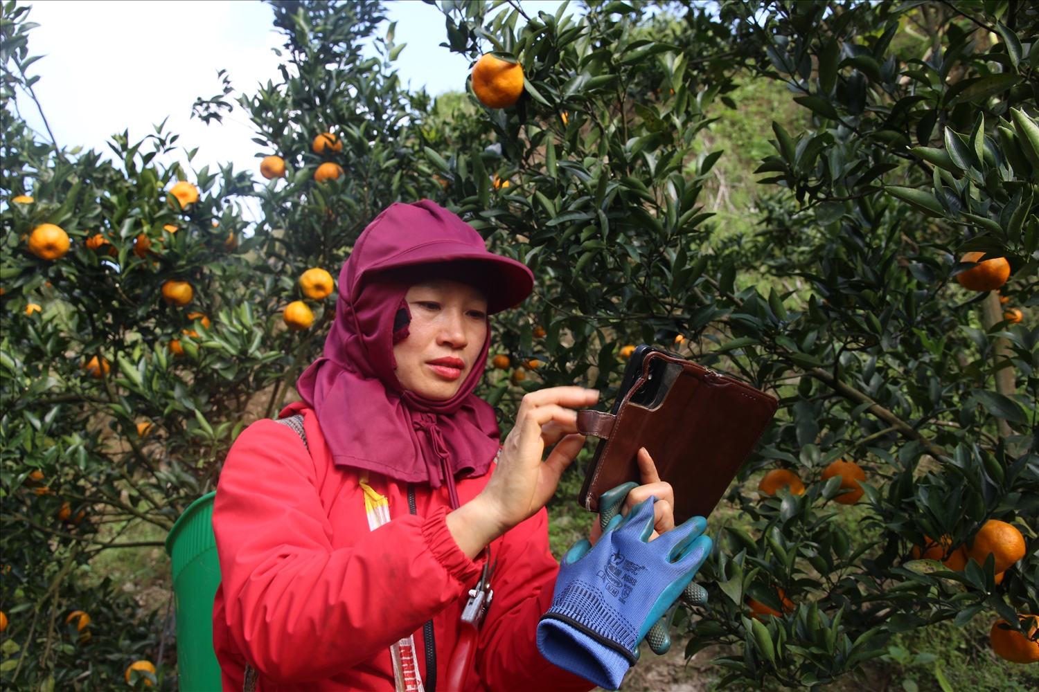 Chị Lồ Dìn Phủng giới thiệu sản phẩm quýt của gia đình qua mạng (Ảnh Trọng Bảo)