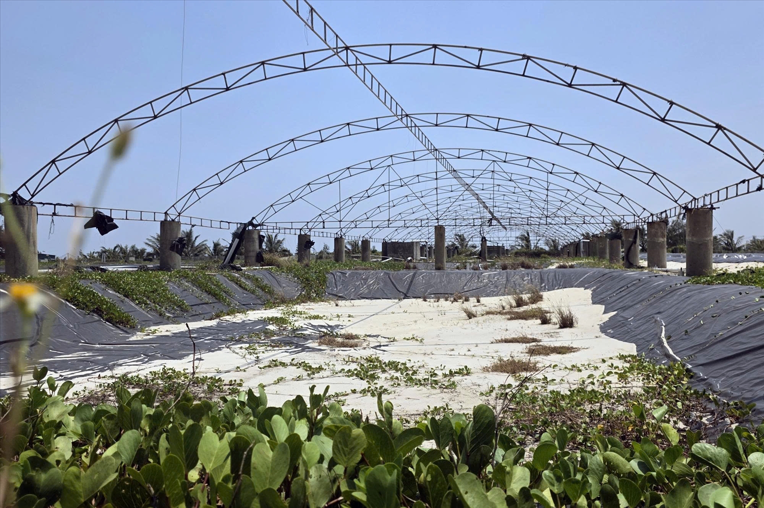 Cảnh đầm tôm, mái che...được đầu tư tiền tỷ giờ bỏ hoang không phải là hiếm ở Ninh Châu (Ảnh: Phạm Tiến) 