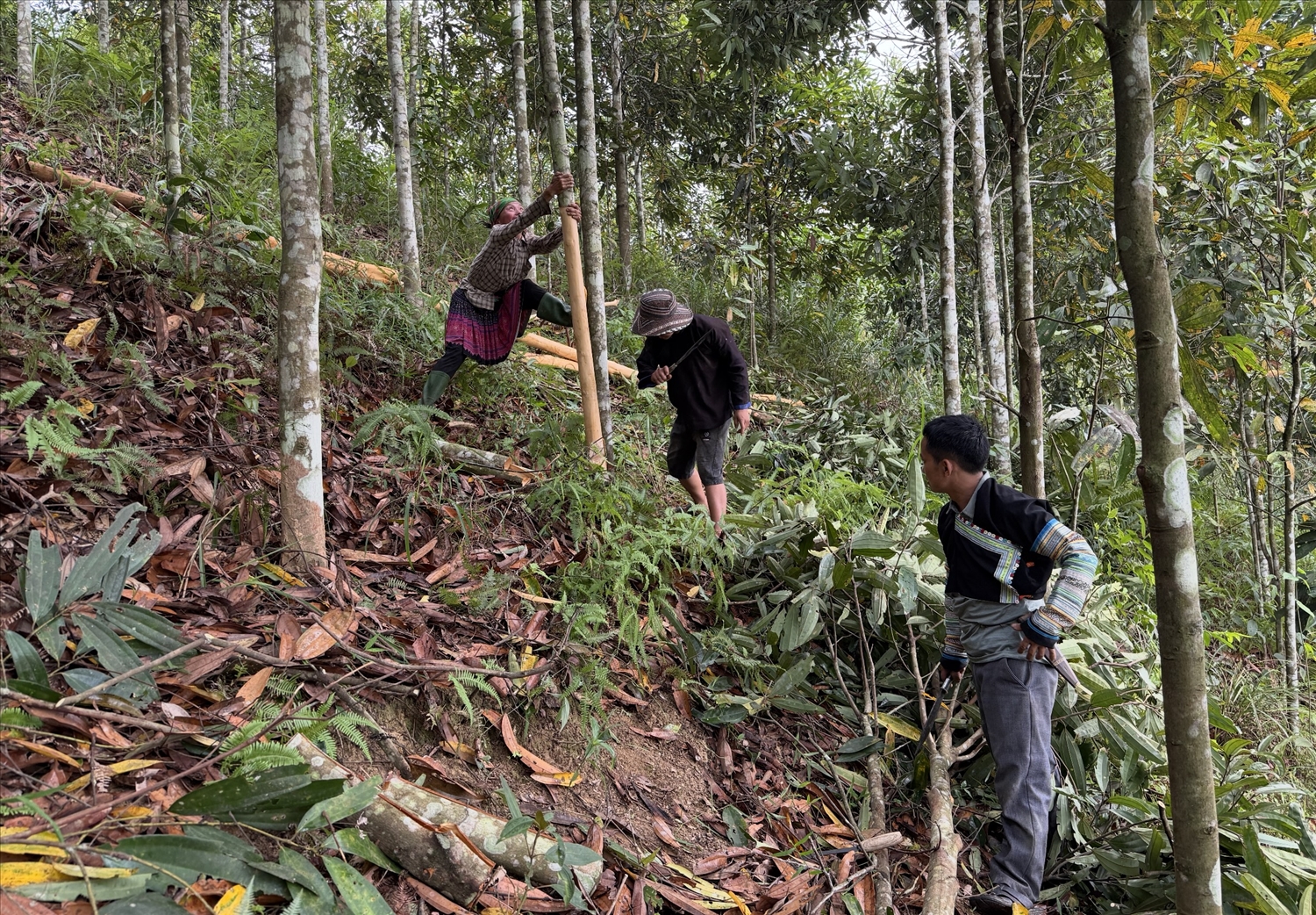 Hết mùa chè lại đến mùa quế, nhịp độ sản xuất không ngơi nghỉ giúp gia đình người có uy tín Sùng A Hềnh duy trì nguồn thu nhập ổn định.