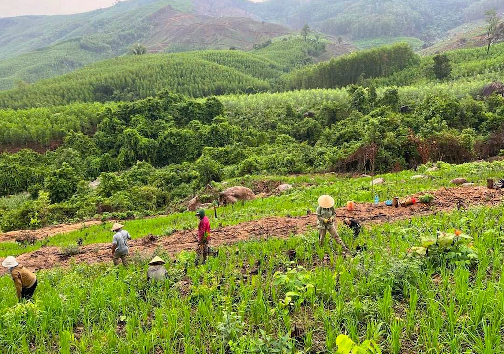 Người Chăm Hroi và Ba Na sinh sống trên địa bàn xã Vân Canh (Gia Lai) vẫn giữ tập quán sản xuất lúa rẫy ven theo các sườn đồi. (Ảnh: T.N)
