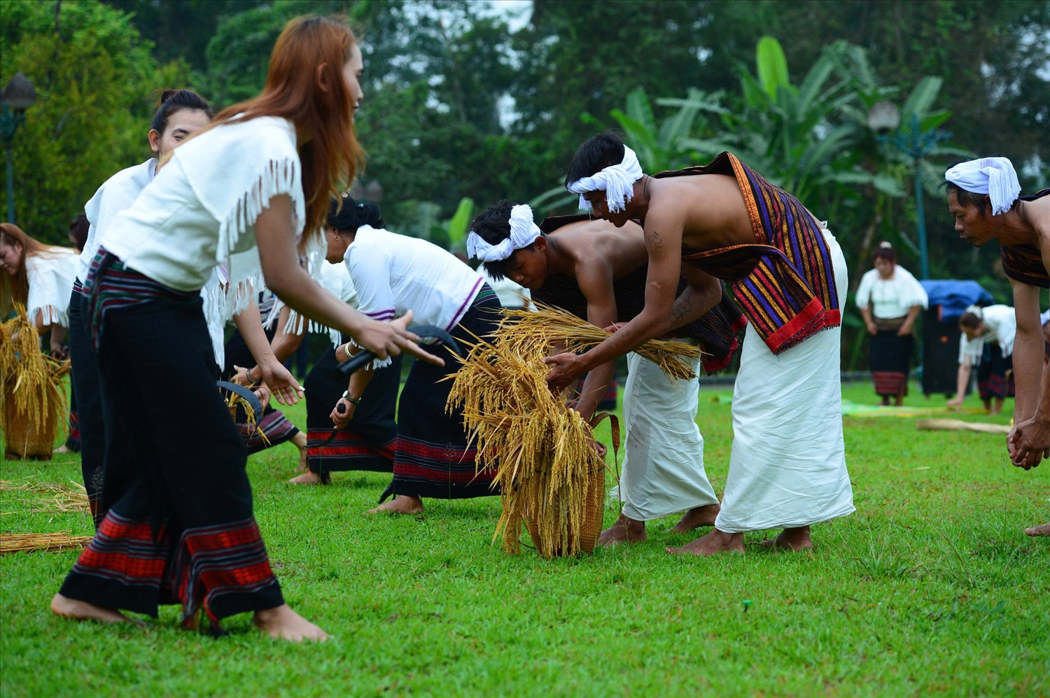 Bà con phối hợp gom những bó lúa vừa gặt trong phần tái hiện mùa thu hoạch