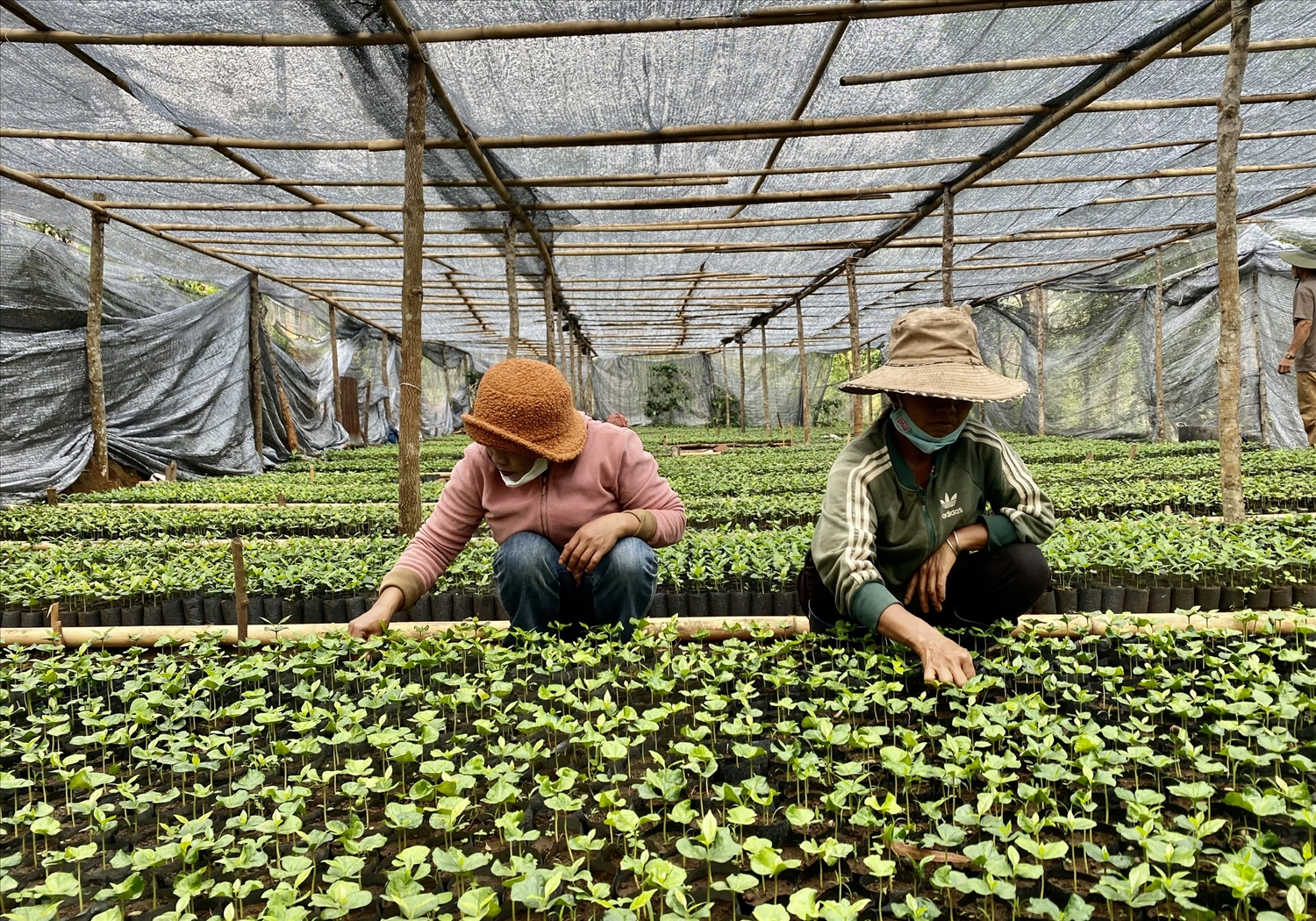 Từ những kiến nghị của Nhân dân tại các buổi đối thoại, xã Tu Mơ Rông đã kêu gọi nguồn lực xã hội hóa làm 12 vườn ươm cây giống cà phê để cấp miễn phí cho Nhân dân trên địa bàn xã trồng khoảng 200 ha