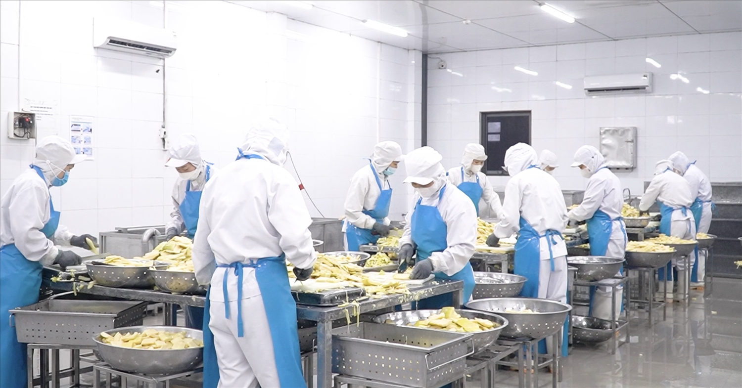 Măng Bát Độ được nhà máy bao tiêu và chế biến sâu theo tuyên chuẩn quốc tế, ngoài ra lực lượng lao động chính tại nhà máy là người DTTS tại địa phương