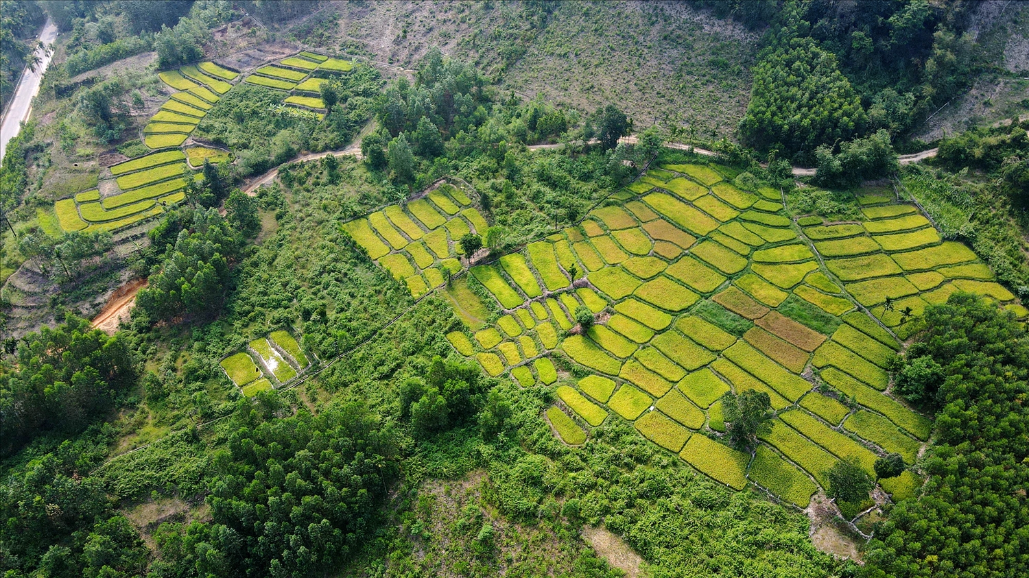 Người Co ngày nay rất giỏi trồng lúa nước. 