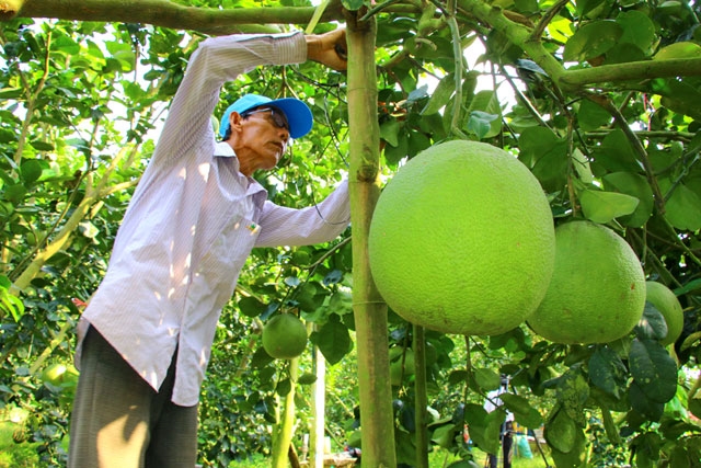 Việc bưởi được xuất khẩu sang Australia là động lực để nông dân phát triển nông nghiệp bền vững (Ảnh IT)