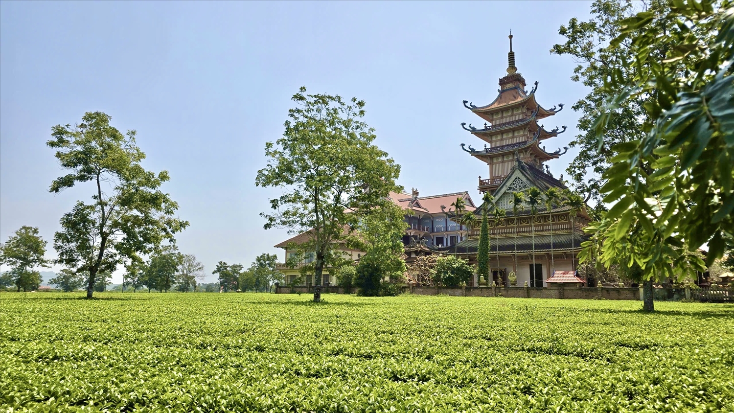 Vẻ đẹp thơ mộng, bình yên của đồi chè cổ thụ bên chùa Bửu Minh