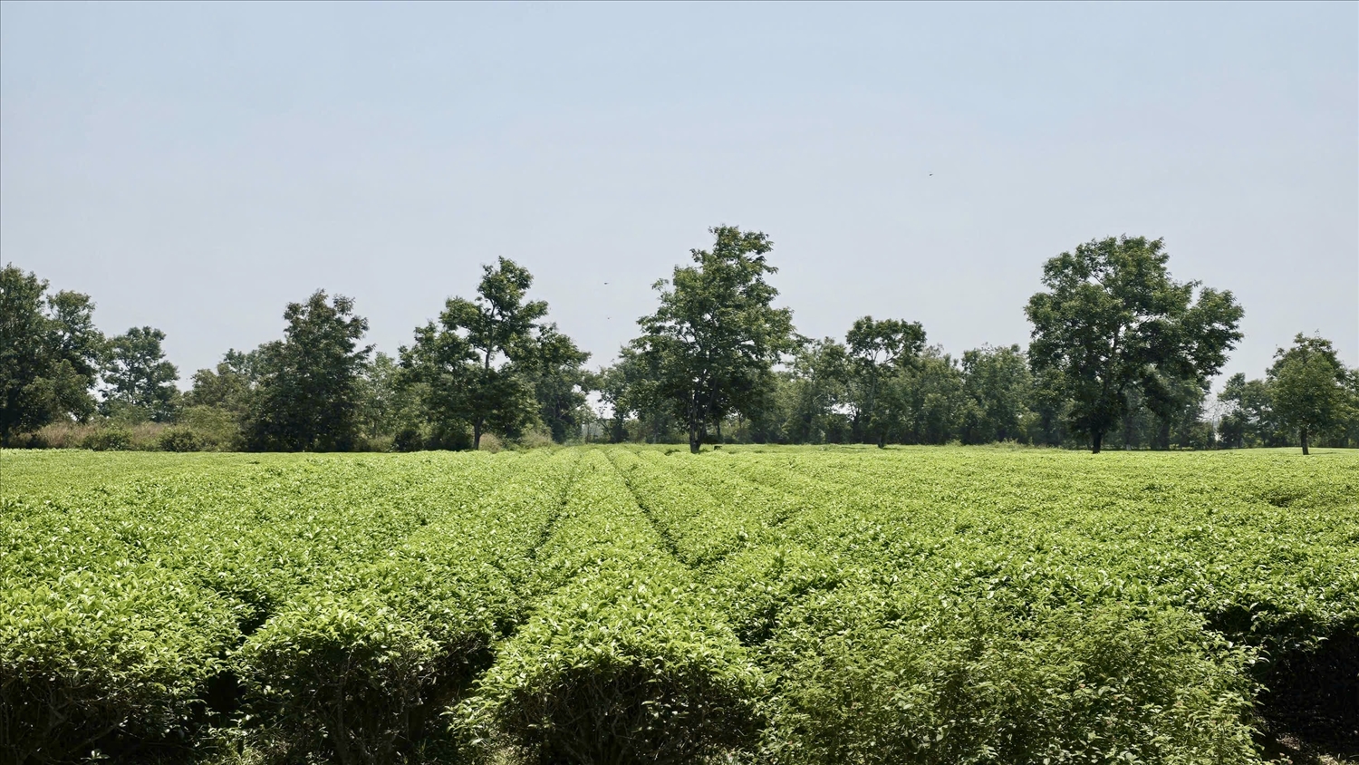 Tỉnh Gia Lai yêu cầu giữ nguyên hiện trạng 62 ha chè cổ thụ mang giá trị lịch sử, văn hóa và du lịch