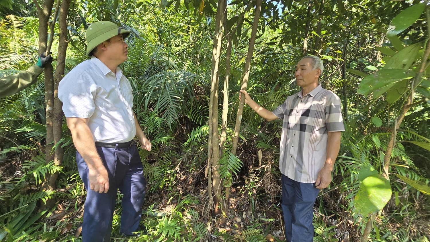 Cán bộ xã Ba Chẽ đi thăm các hộ trồng quế trên địa bàn. Ảnh: Mỹ Dung