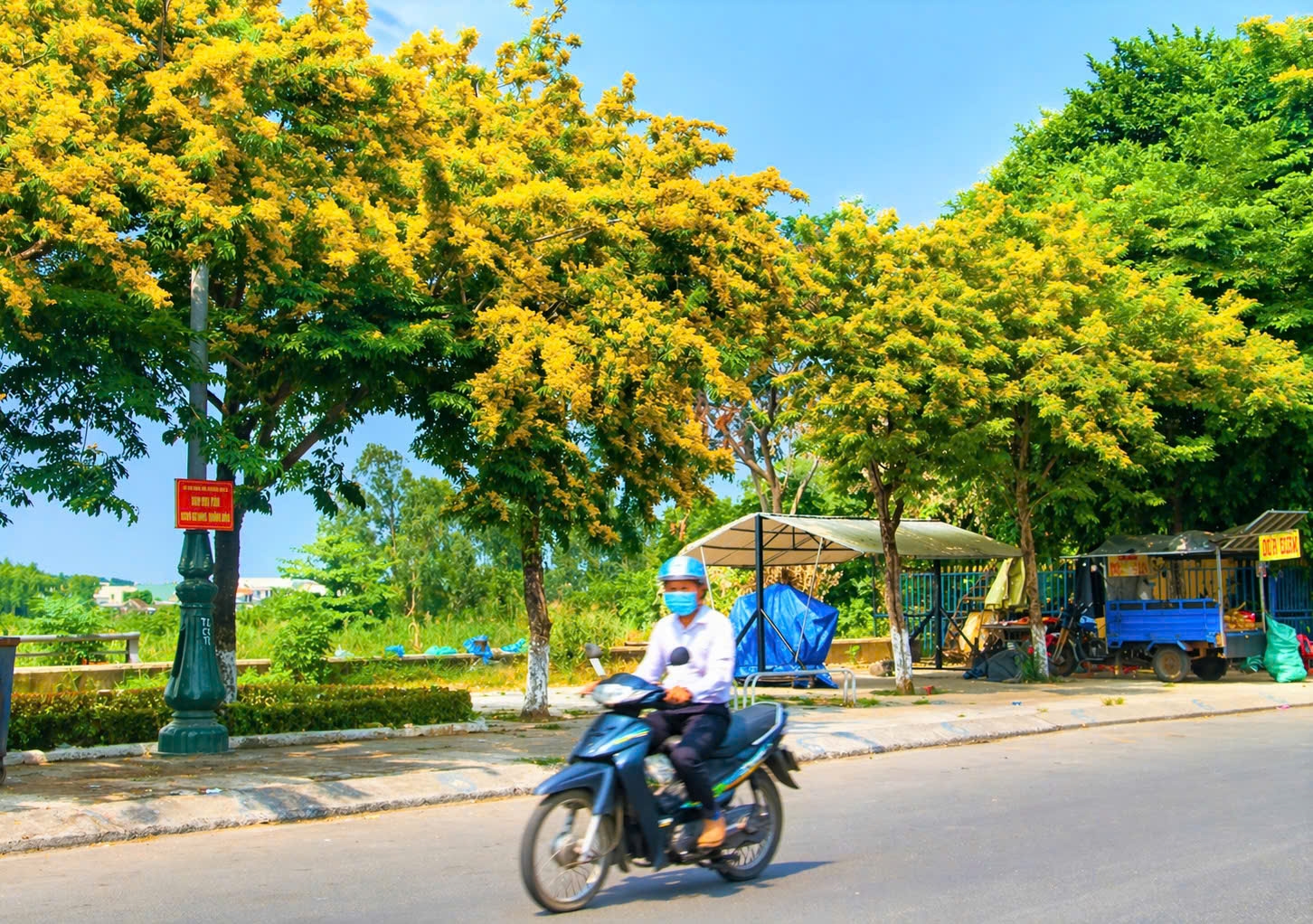 Những ngày tháng 4, hoa sưa bung nở vàng ở các tuyến đường ở khu vực Tam Kỳ, TP Đà Nẵng. (Ảnh NT)