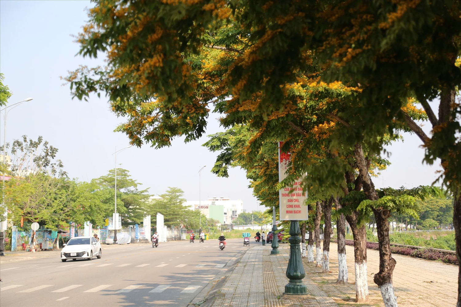 Sưa vàng nở rộ khắp các đường phố. (Ảnh NT)