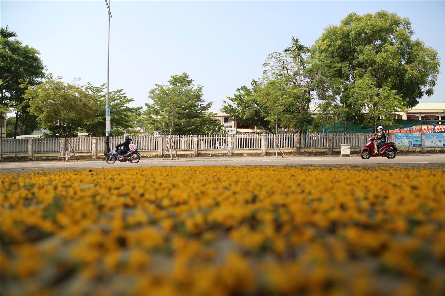 Những cánh hoa sưa rơi xuống lòng đường tạo thành tấm thảm vàng tuyệt đẹp. (Ảnh NT)