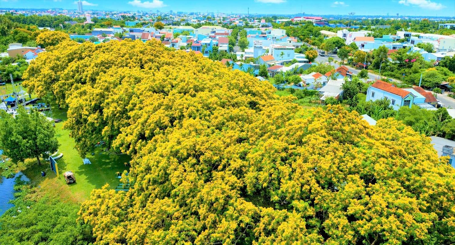 Màu hoa vàng rực rỡ cả một không gian rộng. (Ảnh NT)