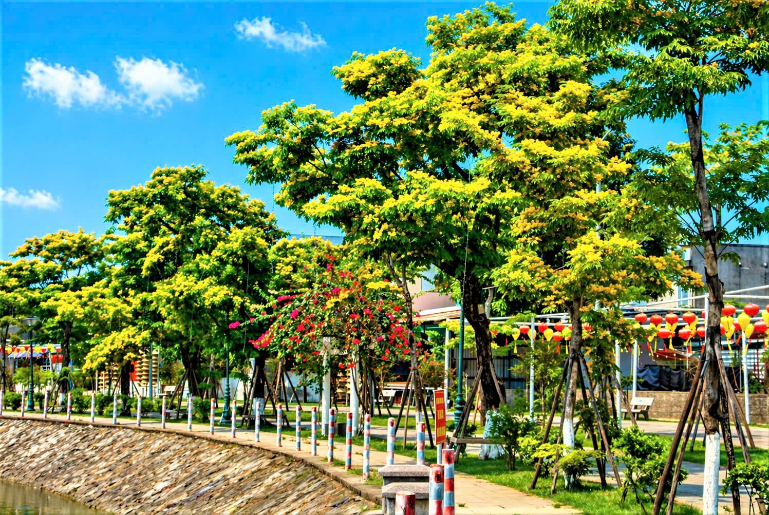 Sưa vàng bung nở dọc các bờ hồ ở khu vực TP Tam Kỳ cũ. (Ảnh NT)
