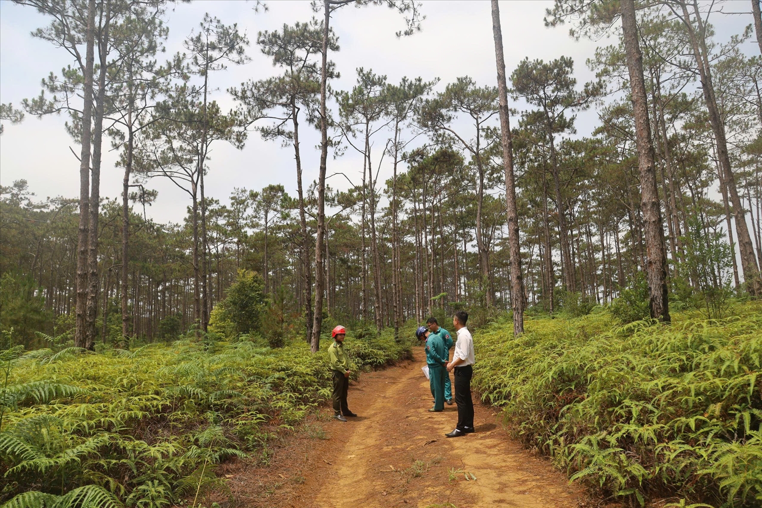 Theo Nghị quyết được thông qua, tổng diện tích rừng trồng sản xuất được chuyển mục đích sử dụng là gần 83 ha