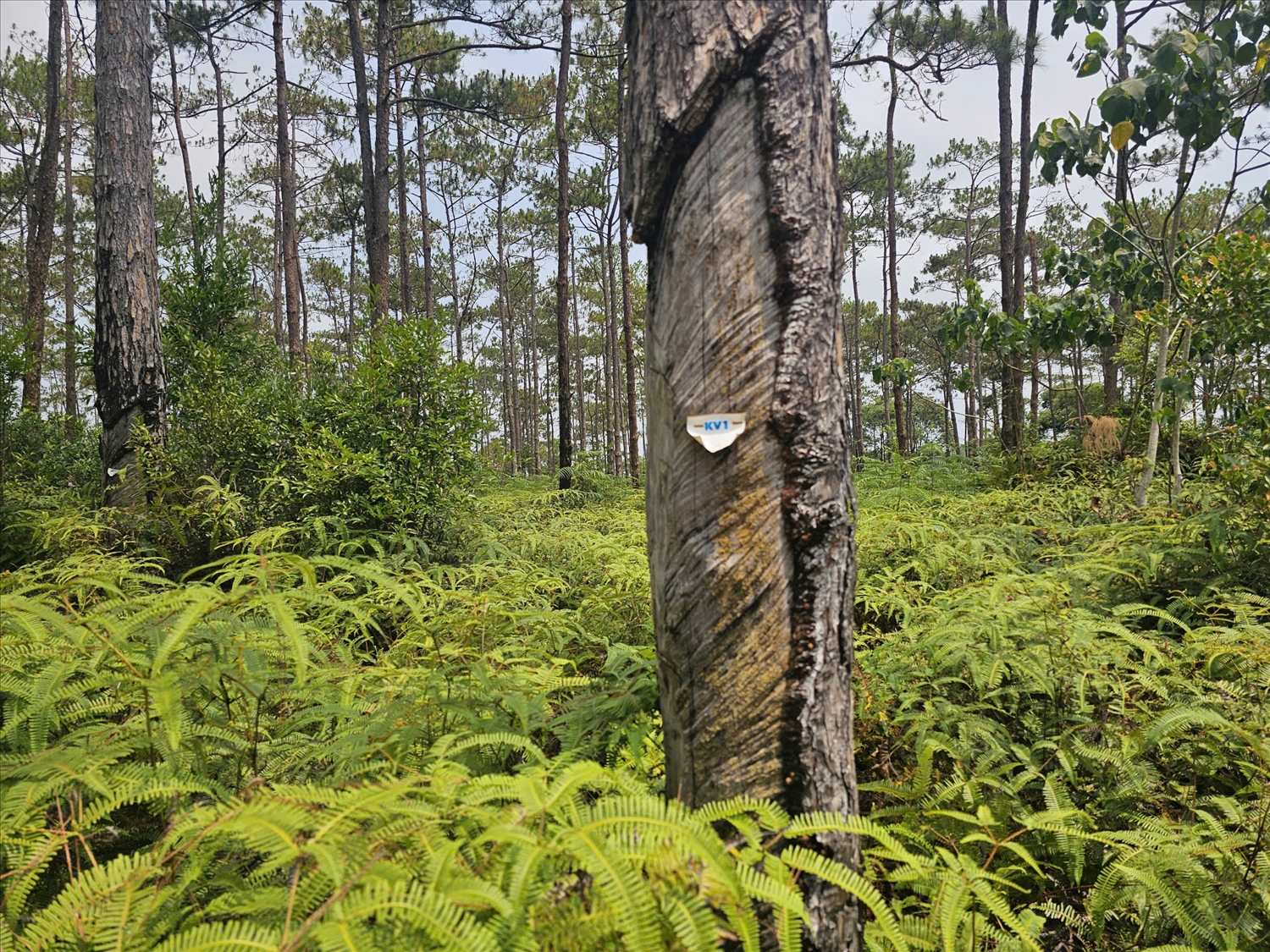 Khu vực rừng ở xã Măng Đen được chuyển đổi mục đích sử dụng để làm khu đô thị