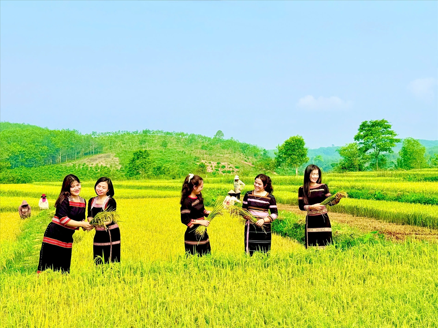 Cánh đồng lúa chín vàng ở làng Kon Jong, xã Ngọk Réo trở thành điểm check in của các bạn trẻ