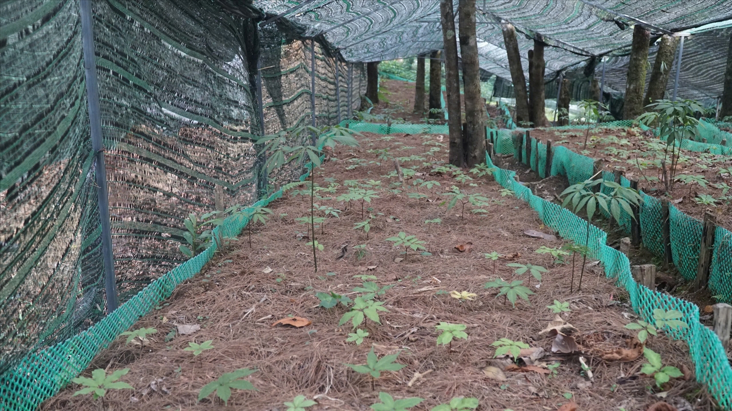 Sâm Lai Châu là sản phẩm có giá trị kinh tế rất lớn (Ảnh Trọng Bảo)