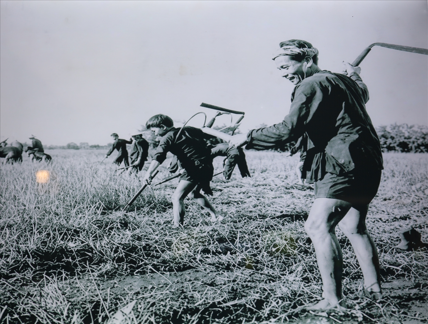 Hình ảnh trưng bày tại bảo tàng ghi lại khung cảnh người nông dân canh tác lúa nước trước khi cơ giới hóa