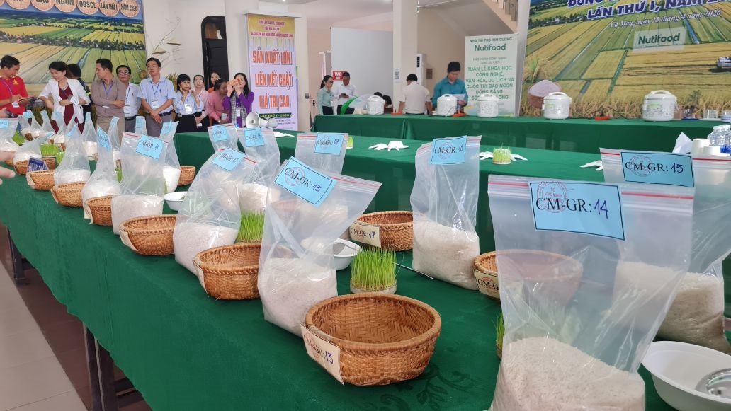 Các mẫu gạo tại cuộc thi gạo ngon. (Ảnh: Nhật Hồ)