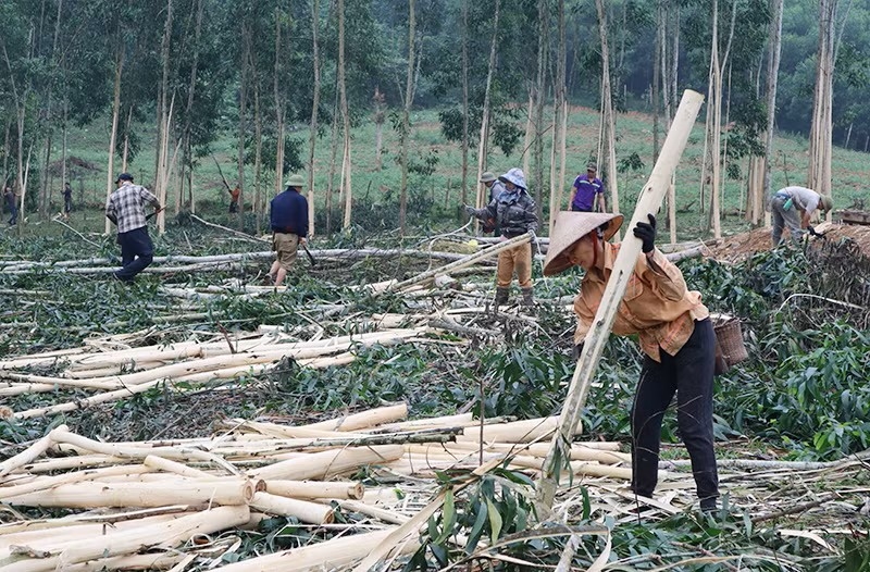 Cùng một đơn vị diện tích nhưng rừng đạt chuẩn FSC có thể tạo giá trị kinh tế cao hơn nhiều lần nhờ phục vụ chế biến sâu thay vì chỉ bán nguyên liệu thô - Ảnh: Thu hoạch rừng sản xuất ở vùng miền Tây Nghệ An