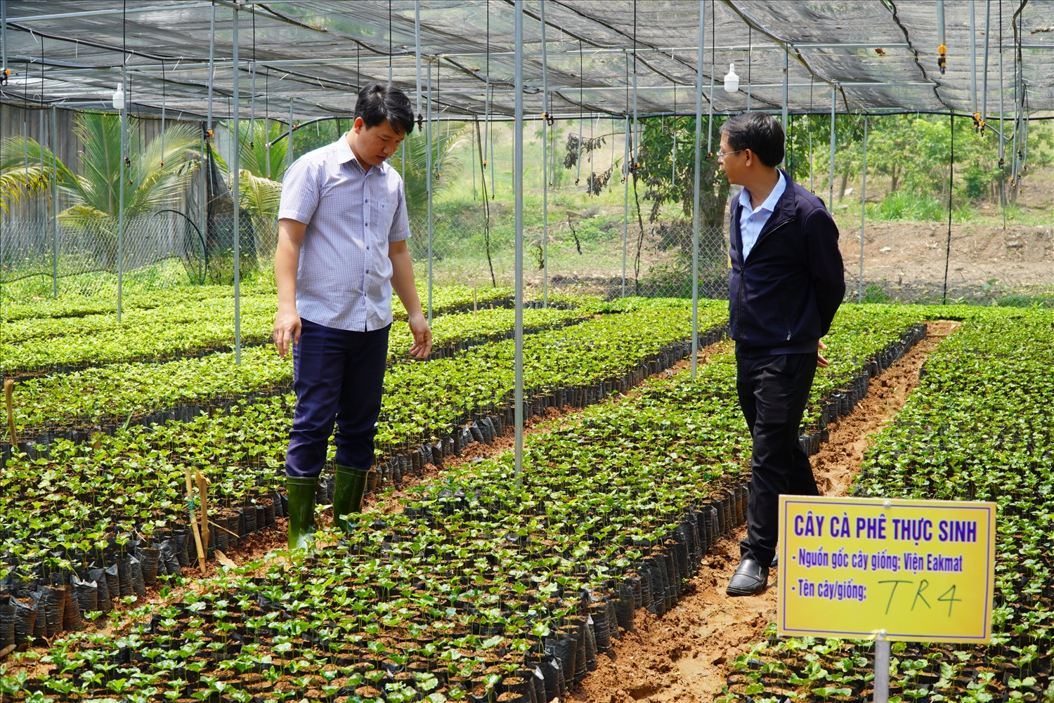 Lãnh đạo UBND xã Đăk Kôi thăm quan mô hình ươm cây giống cà phê của Nhóm thanh niên sản xuất cây giống xã Đăk Kôi. (Ảnh: Ngọc Chí)