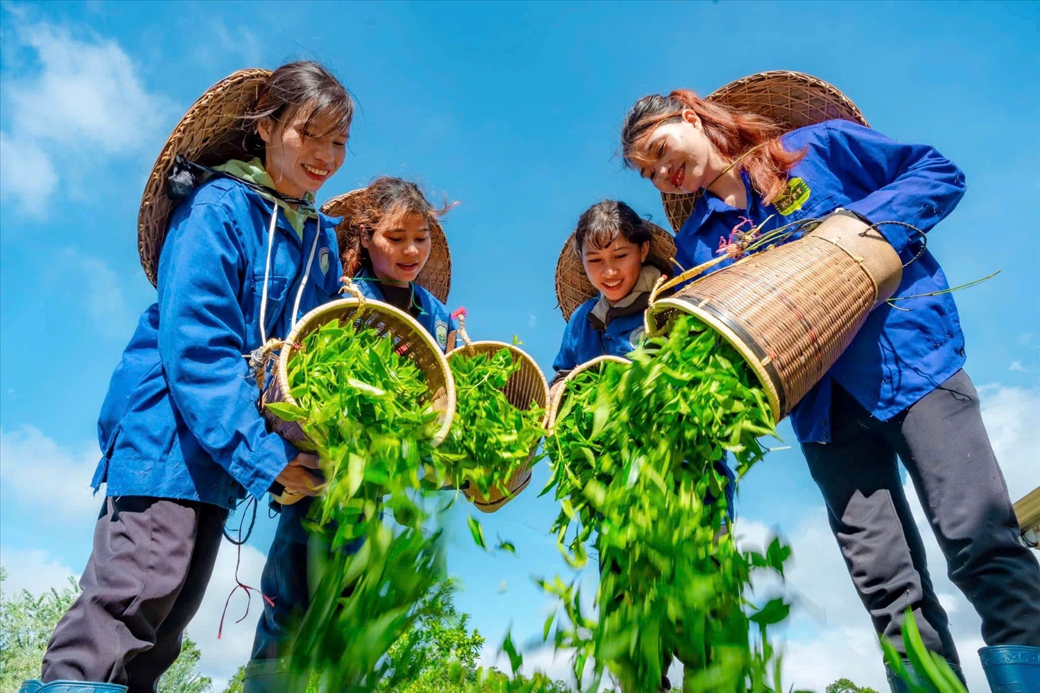Điểm du lịch Farm Chè sạch Đông Trường Sơn được kỳ vọng sẽ trở thành điểm đến hấp dẫn của du khách