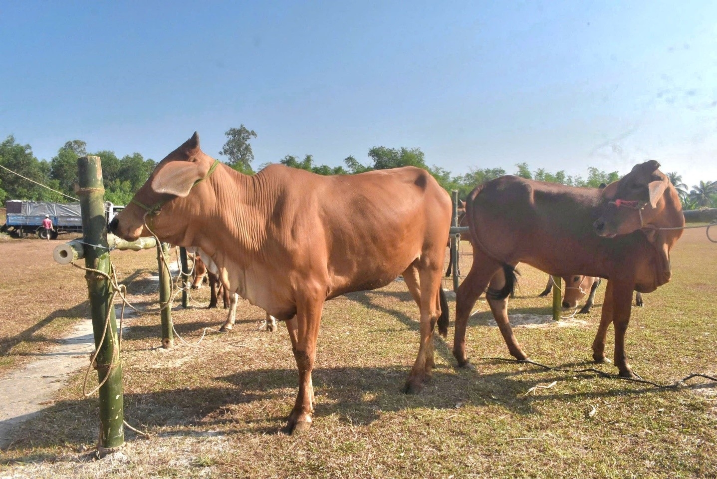 Hỗ trợ bò giống từ nguồn vốn chương trình mục tiêu quốc gia cho các hộ nghèo. (Ảnh NQ)
