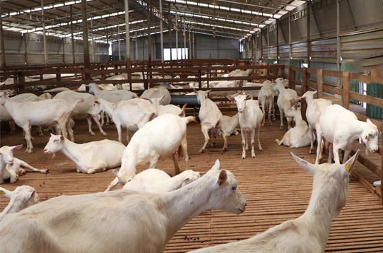 Dê là loài gia súc mang lại giá trị kinh tế cao, nhiều địa phương lựa chọn làm mô hình phát triển kinh tế, xóa đói giảm nghèo có hiệu quả và bền vững. 