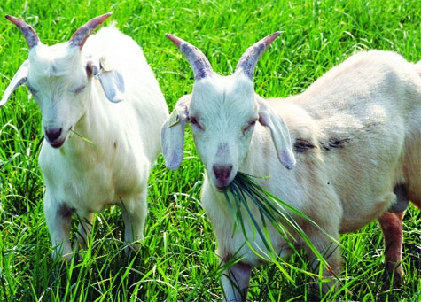 (Tổng hợp) Cách phòng và điều trị một số bệnh cho dê 3