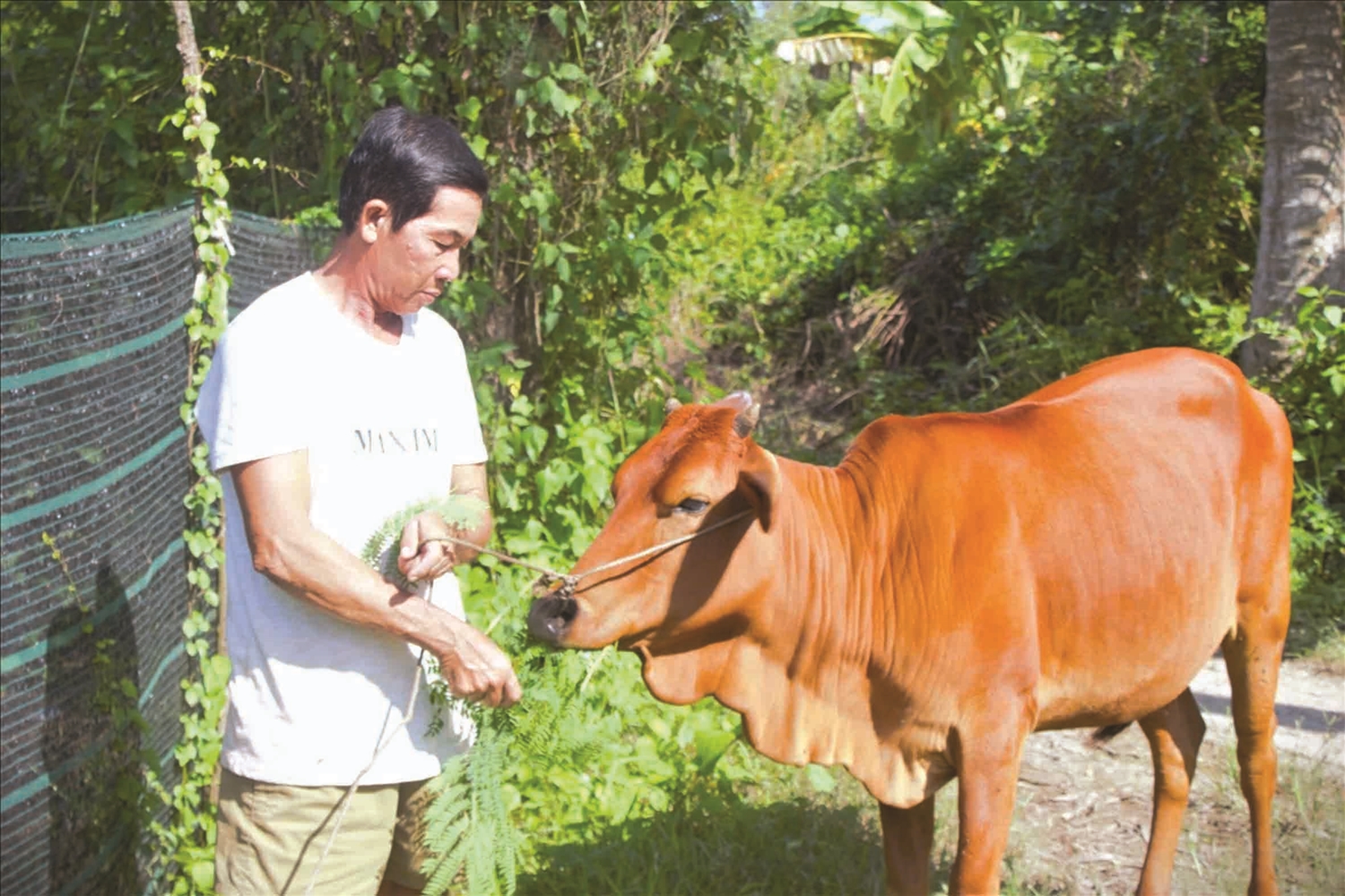 Mô hình hỗ trợ bò giống giúp hộ đồng bào DTTS thay đổi tư duy chăn nuôi, tận dụng nguồn lực tại chỗ để phát triển kinh tế hộ gia đình