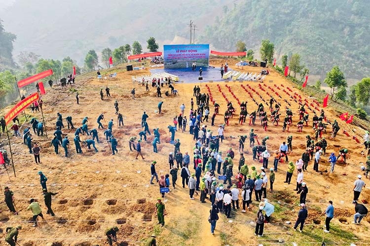 Điện Biên đồng loạt ra quân đào hố trồng cà phê, mắc ca với quy mô lớn, huy động hơn 14.000 lao động tham gia