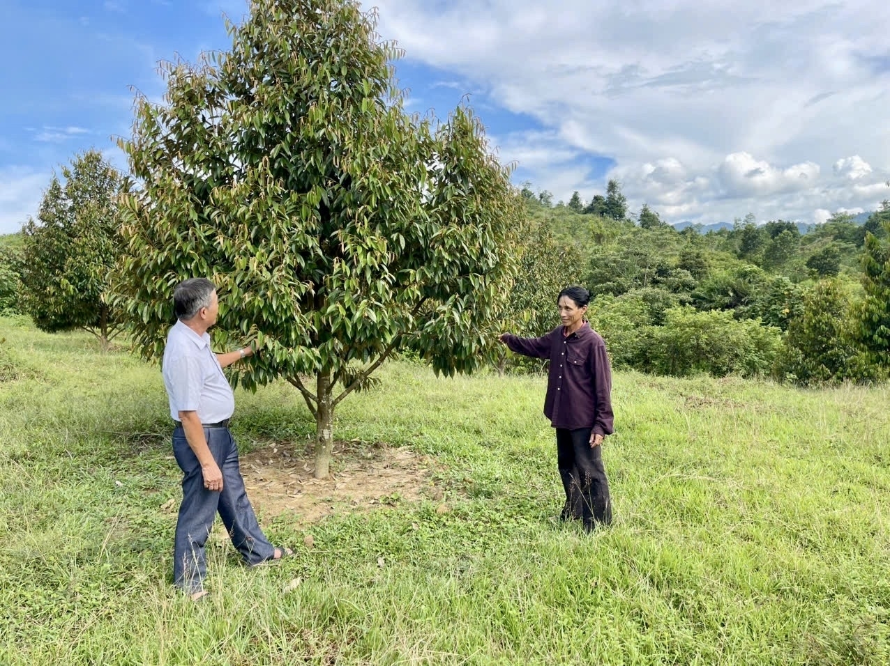 Xoá bỏ dần diện tích đất trồng keo để chuyển đổi cây trồng là hướng đi giúp nhiều hộ dân vùng cao Đà Nẵng làm giàu. (Ảnh NT)