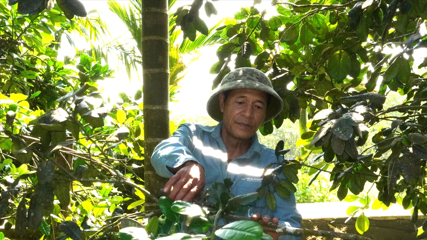 Ông Vũ Thế Việt phá rẫy keo để trồng cây ăn trái và làm giàu trên mảnh đất quê hương. (Ảnh NT)