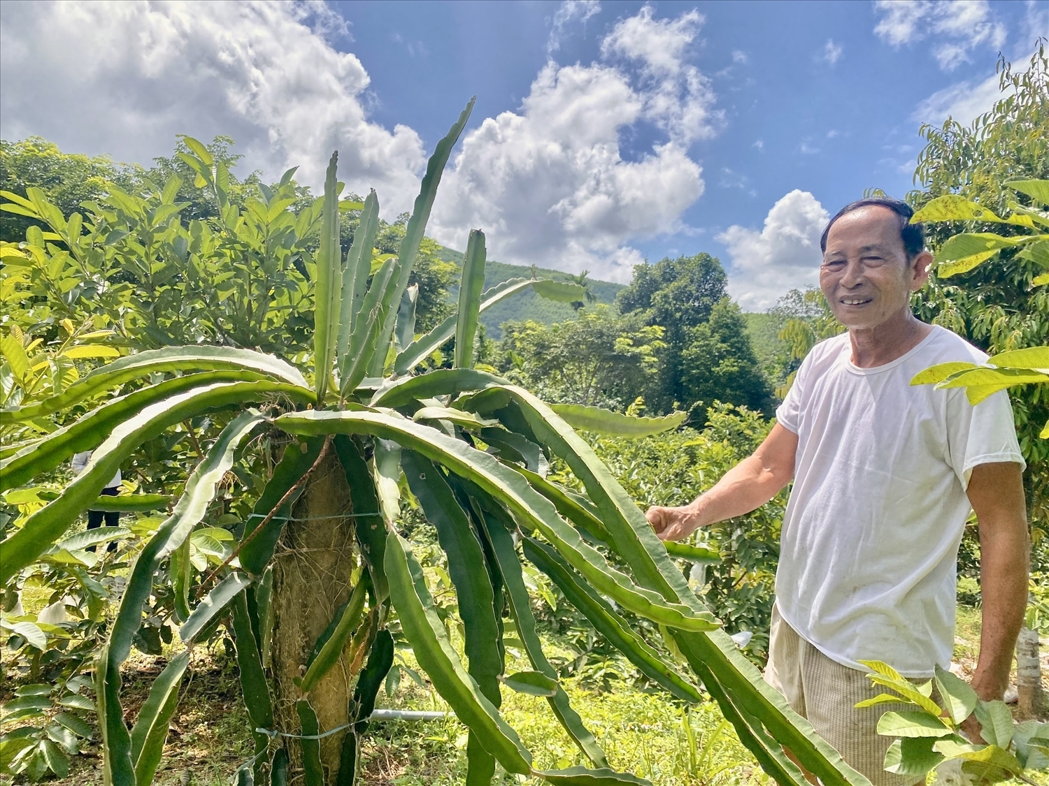 Ông Đinh Văn Hiên phá bỏ cây lười để phát triển mô hình vườn cây ăn trái, chăn nuôi, thu nhập hơn 400 triệu đồng mỗi năm. (Ảnh NT)