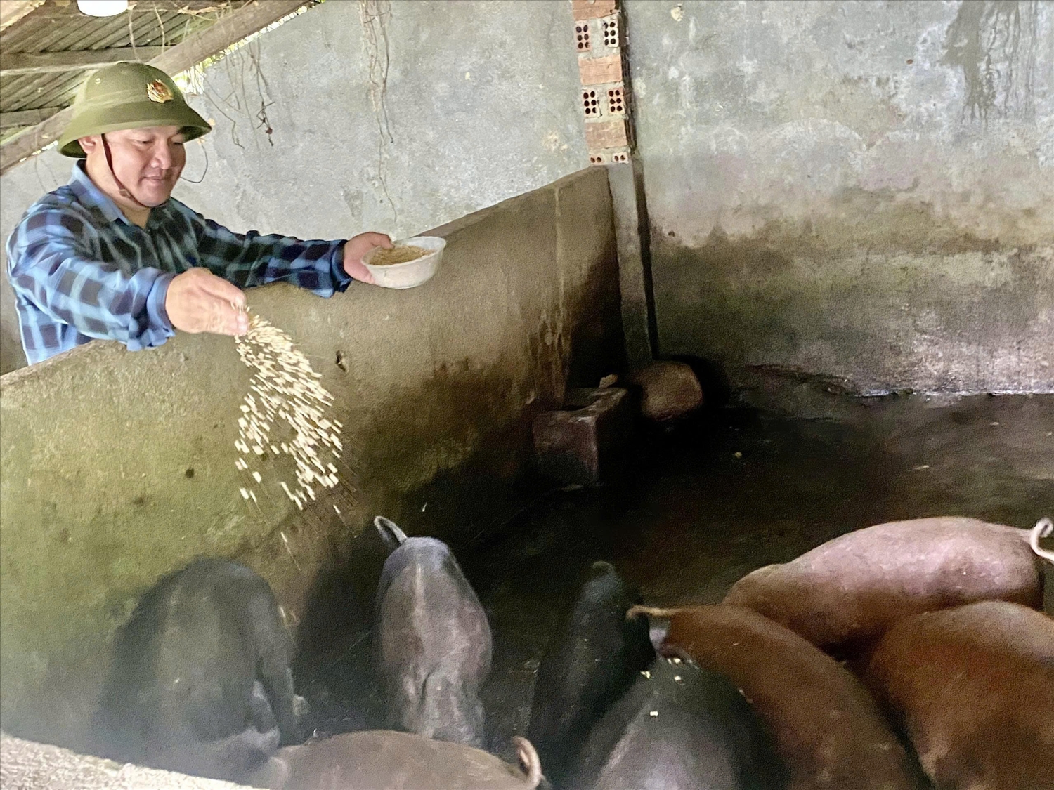 Anh Đinh Văn Hoàng thu hẹp diện tích trồng keo để mở trại chăn nuôi heo đen cho thu nhập hơn 120 triệu đồng mỗi đợt xuất bán. (Ảnh NT)